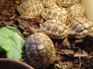 Griechische Landschildkröten, Nachzuchten von 2025, Testudo hermanni boettgeri