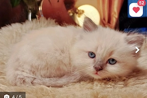 Heilige Birma Kitten (Katzen)