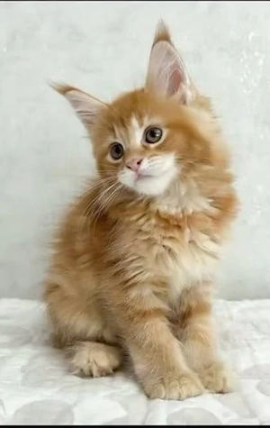 Männliche und weibliche Maine-Coon-Kätzchen.