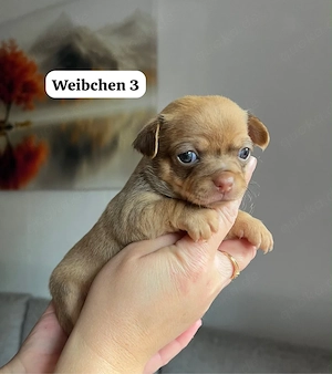 Reinrassige Chihuahua Welpen