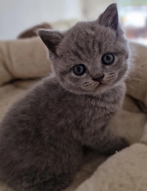Reinrassige BKH kitten lilac, blau