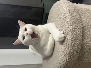 Sehr liebe weiße BKH Katze 10 Monate jung sucht liebevollen Dosenöffner