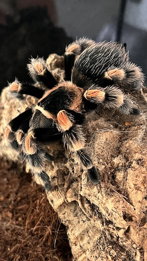 0.1 Brachypelma harmorii adult Vogelspinne