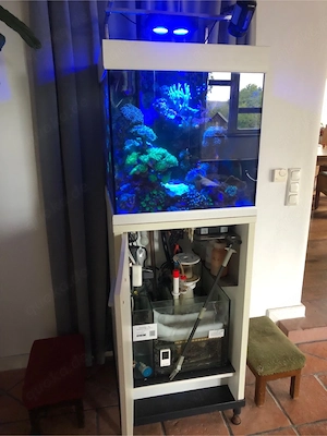 Aquarium Meerwasser 