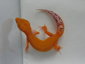 0.1 Leopardgecko Jungtiere | Weibchen | Bell Albino