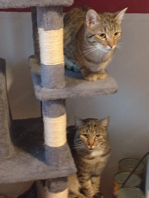 2 BKH Kater Brüder Idefix & Benchy 1 Jahr & 6 Monate alt 