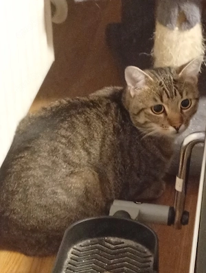 2 BKH Kater Brüder Idefix & Benchy 1 Jahr & 6 Monate alt suchen ein liebes volles warmes Zuhause 