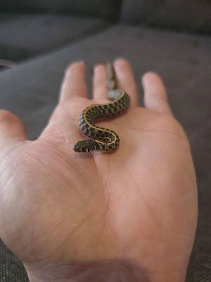 Thamnophis marcianus het. albino