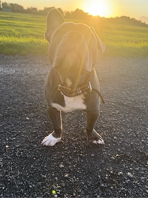 Buddy sucht 10 sterne zuhause 