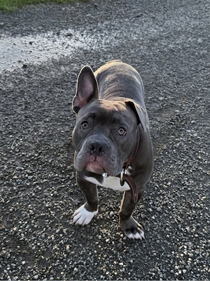 Buddy sucht 10 sterne zuhause 