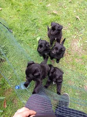 Altdeutsche Schäferhunde Welpen 
