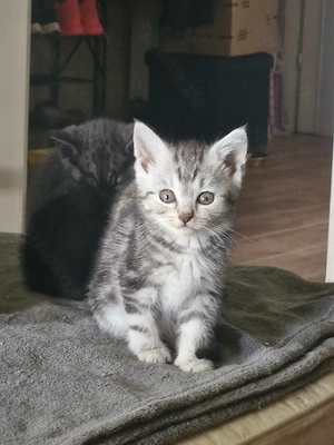 Bkh Mix Kitten 