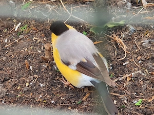 Nordische Dompfaffen 