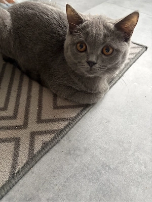 BKH kitten