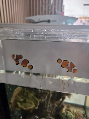 ein Pärchen Clownfische 