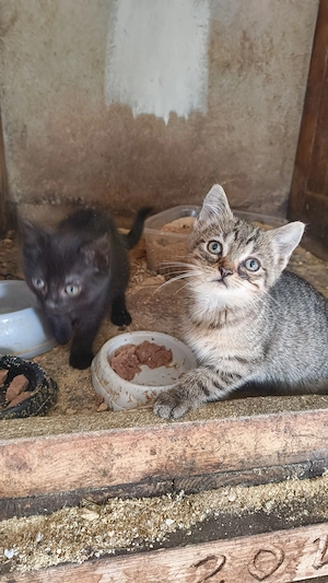 Katzen suchen neues zuhause