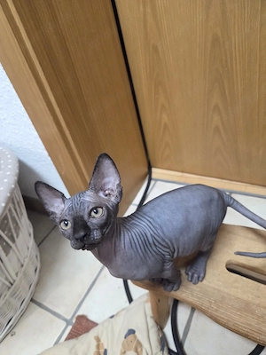 Kanadische sphynx