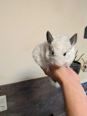 Süßes Chinchilla-Duo (2 jahre alt) inkl. großem Käfig 