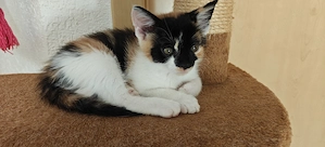 Katzenbaby weiblich 
