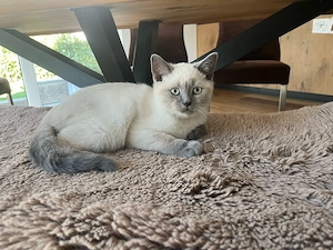 letzte BKH Kitten abgabebereit (männlich) 