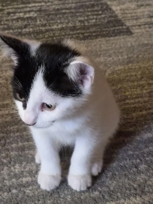 Zwei Katzenbabys abzugeben