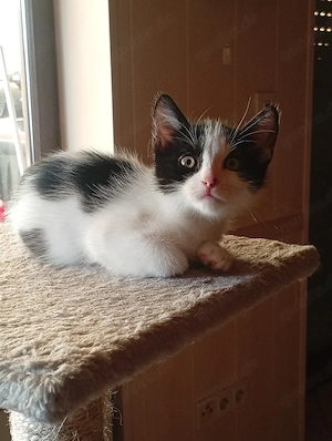 Süßes Katzenbaby abzugeben
