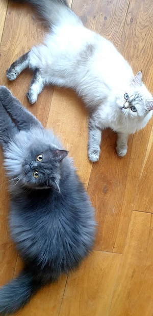 Zwei liebe Perserkatzen suchen ein neues, liebevolles Zuhause 