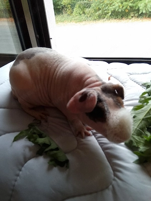 Skinny Pig Meerschweinchen