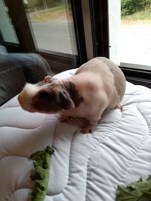Skinny Pig Meerschweinchen