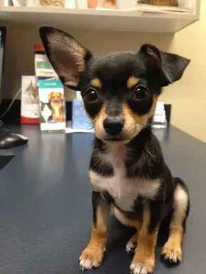Entzückende Chihuahua-Welpen suchen ein Zuhause