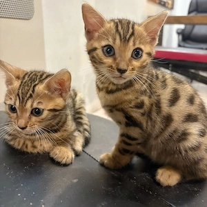 Reinrassige Bengal Kitten, mit Stammbaum, ab sofort abgabebereit