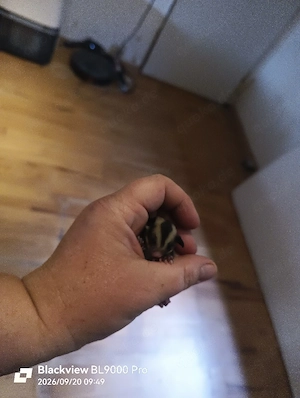 2 Sugar Glider Weibchen Babys 