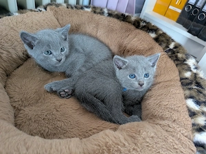 Russisch Blau Kitten mit Stammbaum suchen ihre Familie 