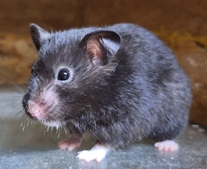 Junge Goldhamster 