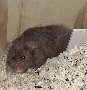 Junge Goldhamster 