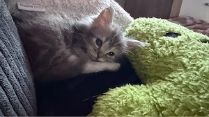 Maine Coon kitten
