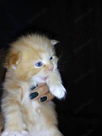 Maine Coon Kitten zuckersüss!