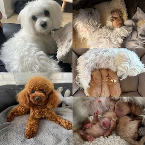 Maltipoo Welpen dürfen ausziehen