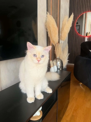 BLH Kater 