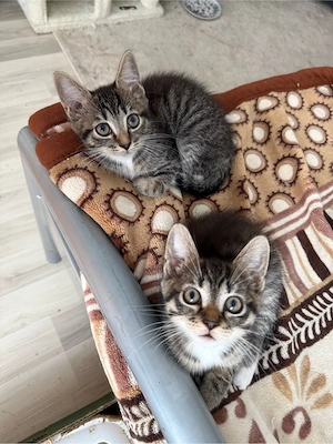 langhaar mix kitten