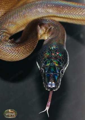 Weißlippenpython 0.1