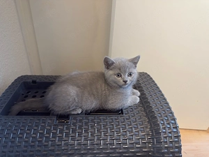 BKH kitten 