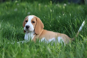 kräftige reinrassige Beagle Welpe 10 Wochen alt suchen ein tierliebes neues zu Hause