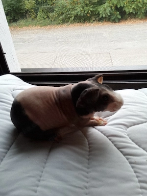 Skiny Pig Böckchen 
