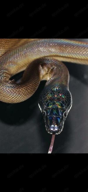 Weißlippenpython 0.1