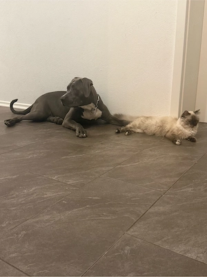 Unsere Hündin sucht ein liebevolles und passendes neues Zuhause