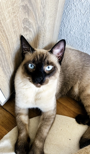 Siam kater verkaufe 