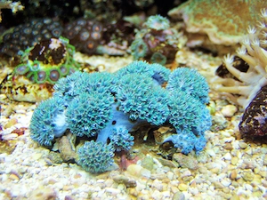 Korallenableger- Ofwegenum verseveldti blaue Weichkoralle