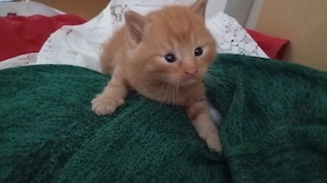 Drei zuckersüße Katzenkinder suchen bald ihr für immer Zuhause 