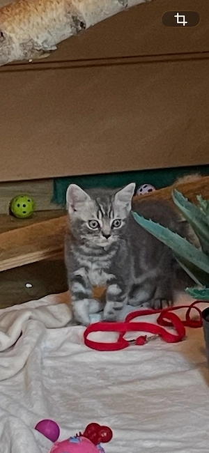 Schöner  Britisch Kurzhaar Kater .